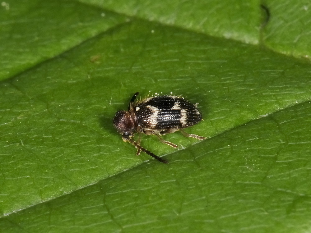 Anobiidae Ptininae?  S, Ptinus cfr. bidens